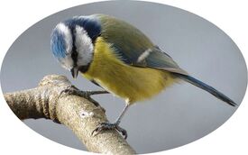 Mésange Bleue