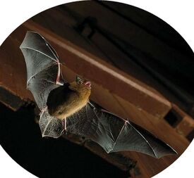 Chauve-souris Pipistrelle