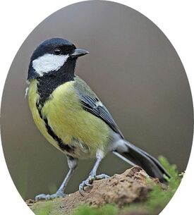 Mésange Charbonnière