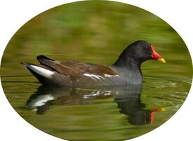 Poule d'eau