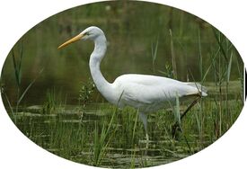 Aigrette Garzette